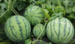 吃瓜爆料就看红料社区,吃瓜爆料，红料社区带你探秘明星幕后